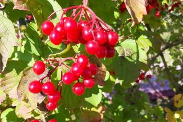 ����������� ������� �����